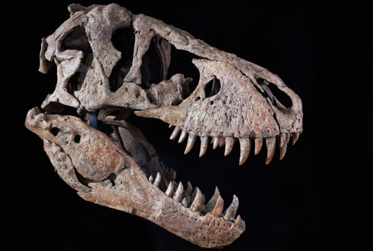 Как ученые узнали о динозаврах: на это потребовалось почти 200 лет. Череп тираннозавра. Источник изображения: cnn.com. Фото.