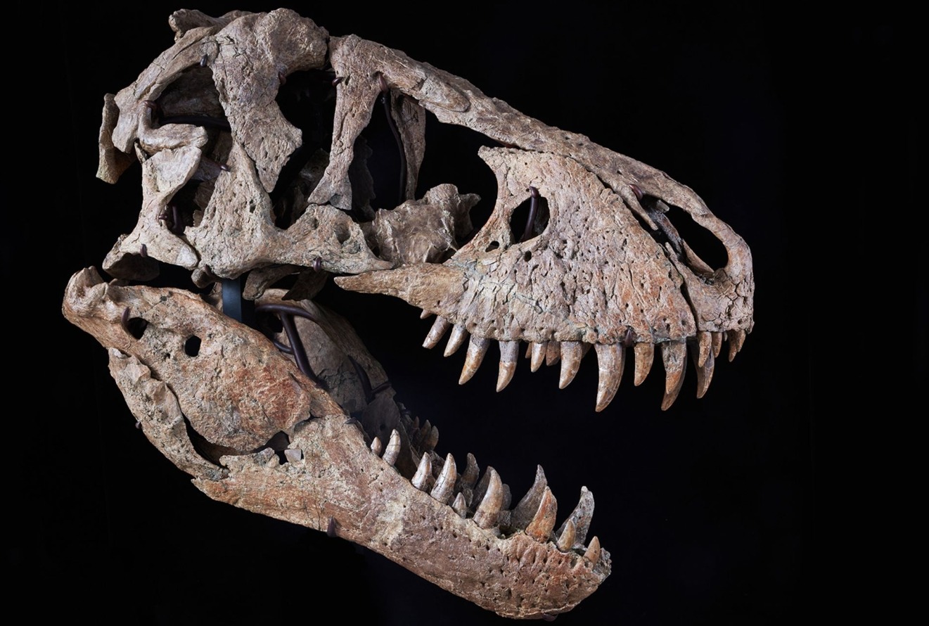 Как ученые узнали о динозаврах: на это потребовалось почти 200 лет