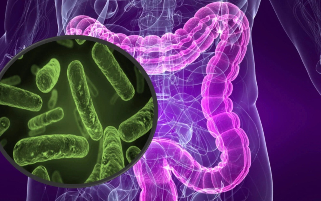 How Gut Microflora Is Destroyed. The gut microbiome is like a tropical forest. Remove a few key species, and the whole system starts falling apart. Image source: winbiota.com. Photo.