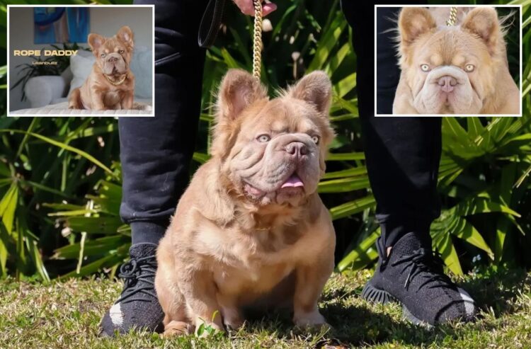 Эта собака стоит 9 миллионов рублей: почему французский бульдог дороже квартиры. У бигропов шире грудная клетка, чем у обычных французских бульдогов, что делает их силуэт более мускулистым и «коренастым». Источник изображения: odditycentral.com. Фото.