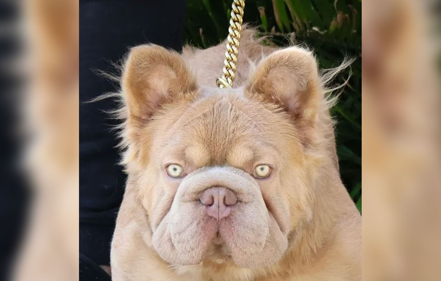 Порода собак бигроп (Big Rope). У французских бульдогов биороп генетически меньше проблем с дыханием, чем у стандартных французов. Источник изображения: odditycentral.com. Фото.