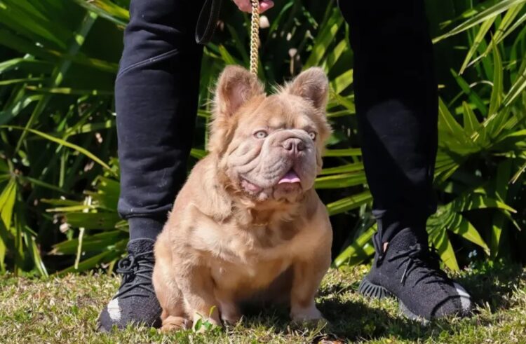Сколько стоит содержание породистой собаки. Rope Daddy ежедневно получает легкие физические упражнения, чтобы сохранять мускулатуру и стройность без перегрузки суставов. Источник изображения: odditycentral.com. Фото.