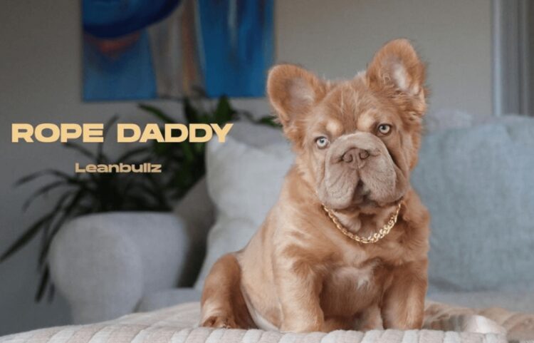 Самая дорогая собака в мире. Rope Daddy принимает участие в выставках собак класса «люкс» и уже получил несколько национальных наград. Источник изображения: odditycentral.com. Фото.