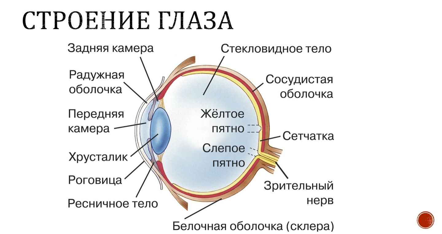 What Fluids Are Inside the Eye. Structure of the human eye. Image source: znanio.ru. Photo.