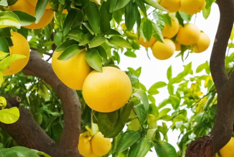 Грейпфрут растет гроздьями, как виноград. Неожиданно, но грейпфрут растет гроздьями. Источник изображения: gardeningknowhow.com. Фото.