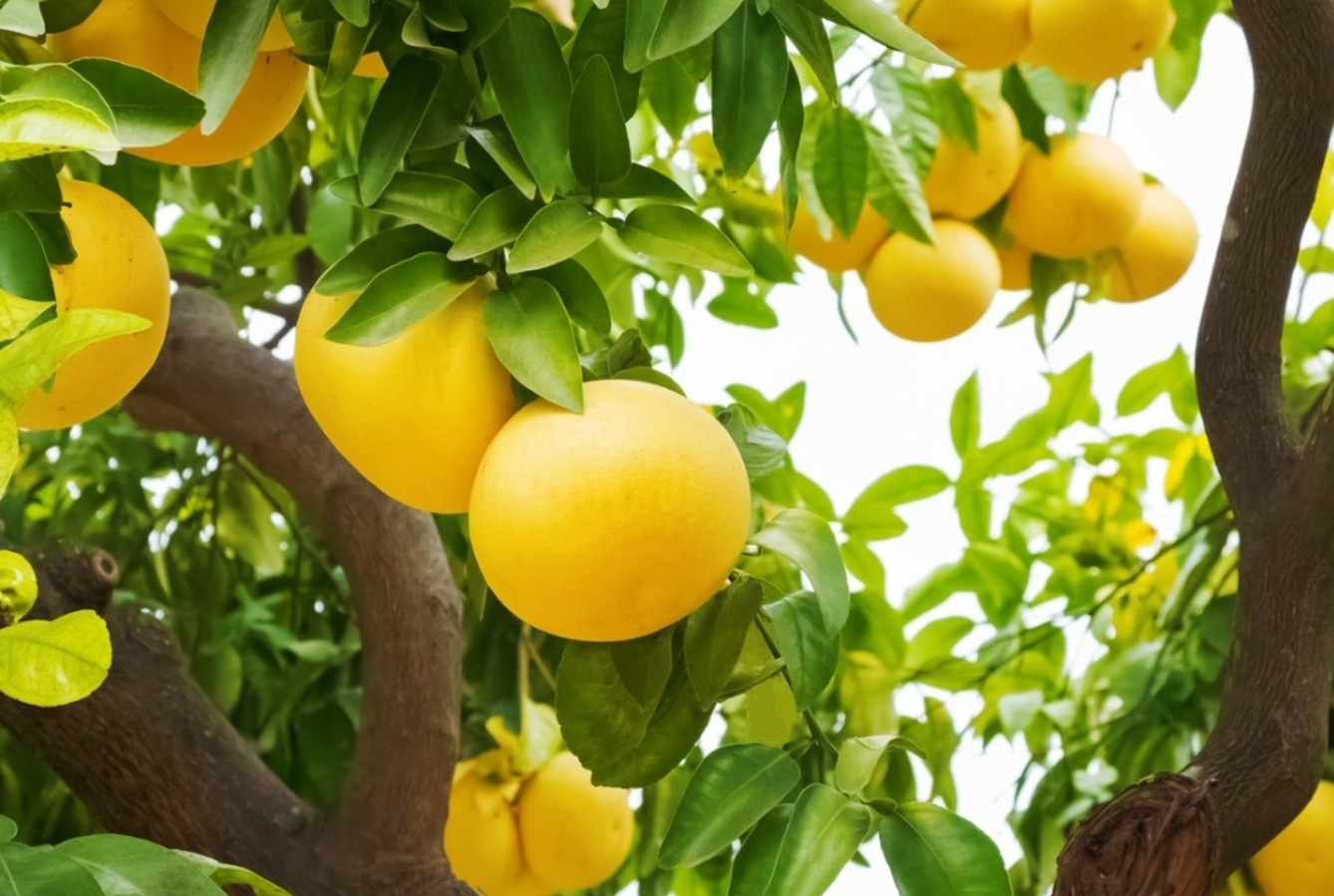 Грейпфрут растет гроздьями, как виноград. Неожиданно, но грейпфрут растет гроздьями. Источник изображения: gardeningknowhow.com. Фото.