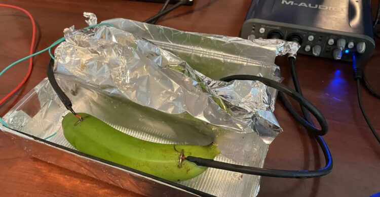 Что такое слепой аудиотест и зачем тут банан. Банановый штекер получил свое название из-за формы, но в этом тесте все было буквально. Фрукт справился не хуже кабеля за 500 долларов. Источник изображения: zmescience.com. Фото.