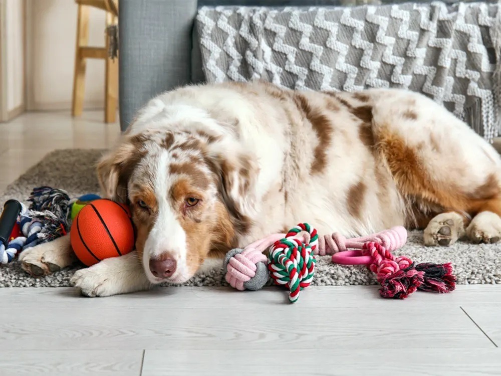 Даже когда игрушка была явно недоступна, собаки все равно пытались до нее добраться, отказываясь от еды или общения с хозяином. Источник изображения: kinship.com. Фото.