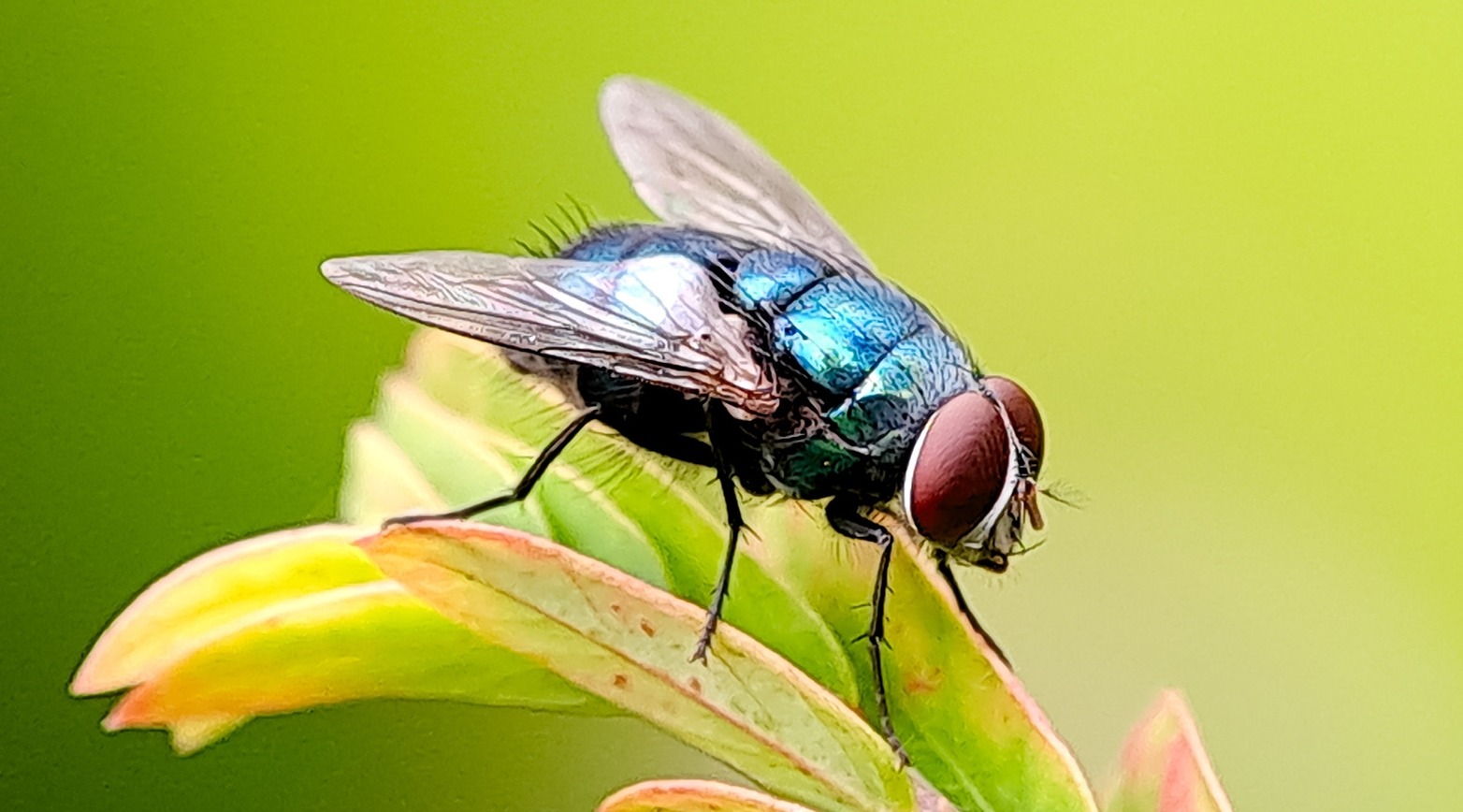 В каком месяце просыпаются мухи: график пробуждения насекомых