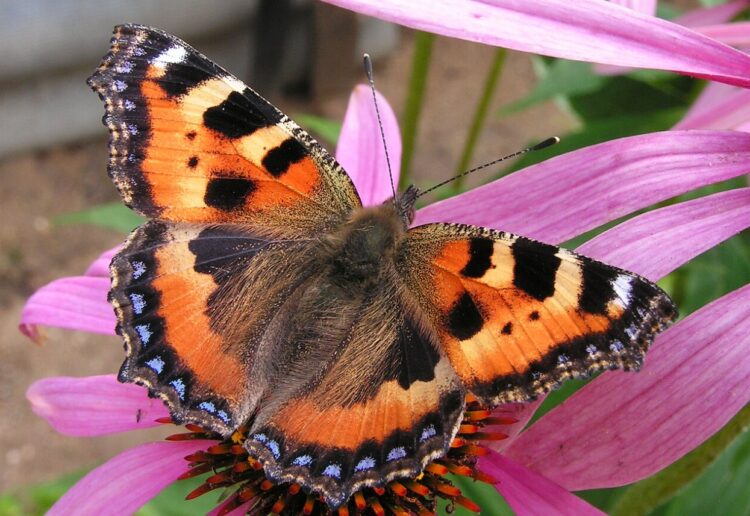 Когда просыпаются бабочки. Бабочка крапивница. Источник изображения: wikimedia.org. Фото.