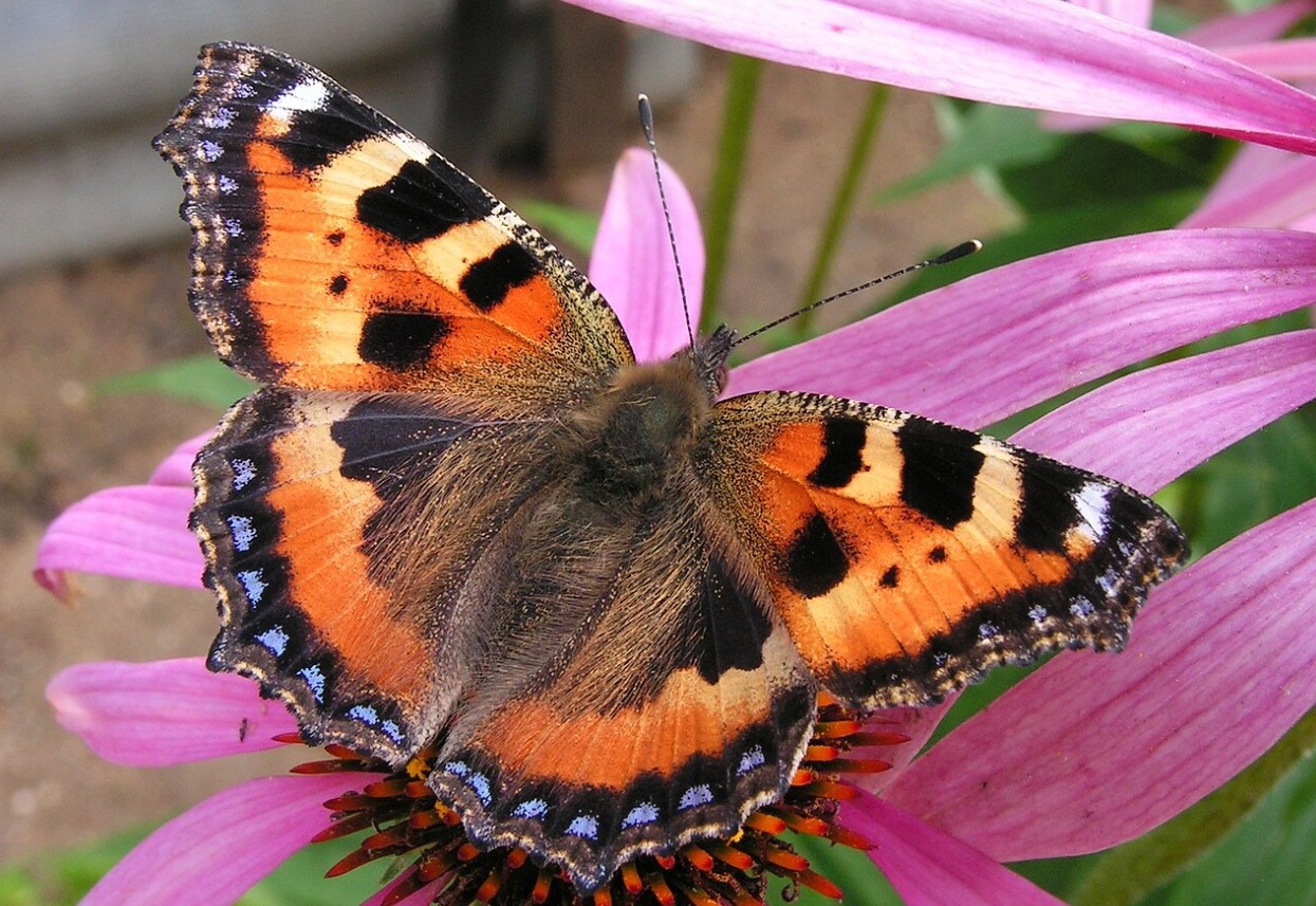 Бабочка крапивница. Источник изображения: wikimedia.org. Фото.