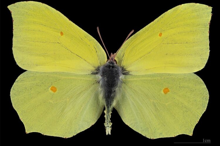 Когда просыпаются бабочки. Бабочка-лимонница. Источник изображения: wikimedia.org. Фото.