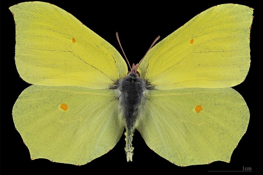 Бабочка-лимонница. Источник изображения: wikimedia.org. Фото.