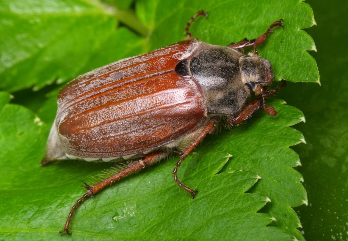 Майский жук. Источник изображения: wikimedia.org. Фото.