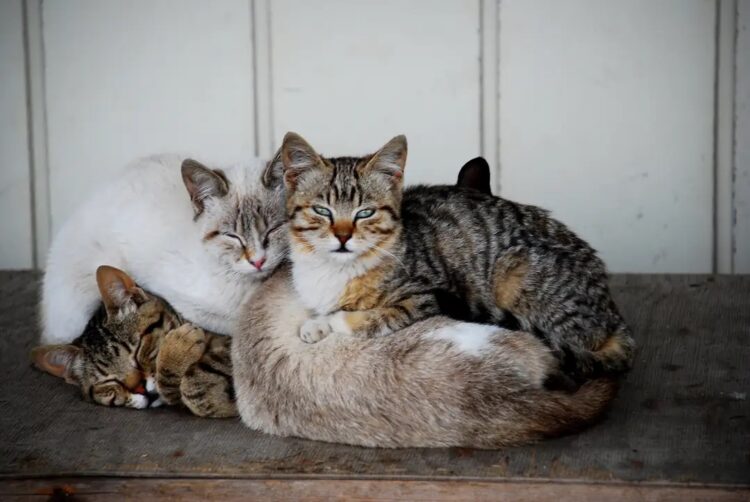 Почему кошки мурлычут: основные причины. По мере того как учёные продолжают изучать связь между мурлыканьем и общением, все больше экспертов в области домашних животных понимают, что в этой теме ещё многое предстоит узнать. Источник изображения: mallypet.com. Фото.