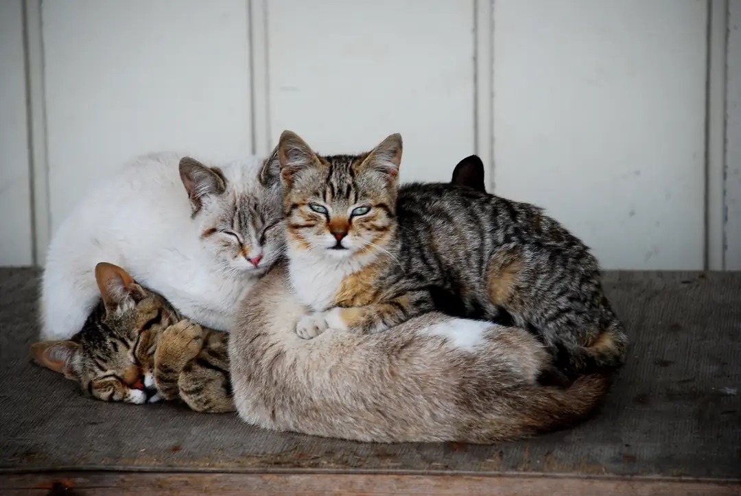 Почему кошки мурлычут: основные причины. По мере того как учёные продолжают изучать связь между мурлыканьем и общением, все больше экспертов в области домашних животных понимают, что в этой теме ещё многое предстоит узнать. Источник изображения: mallypet.com. Почему кошки мурлычут: основные причины. По мере того как учёные продолжают изучать связь между мурлыканьем и общением, все больше экспертов в области домашних животных понимают, что в этой теме ещё многое предстоит узнать. Источник изображения: mallypet.com. Фото.