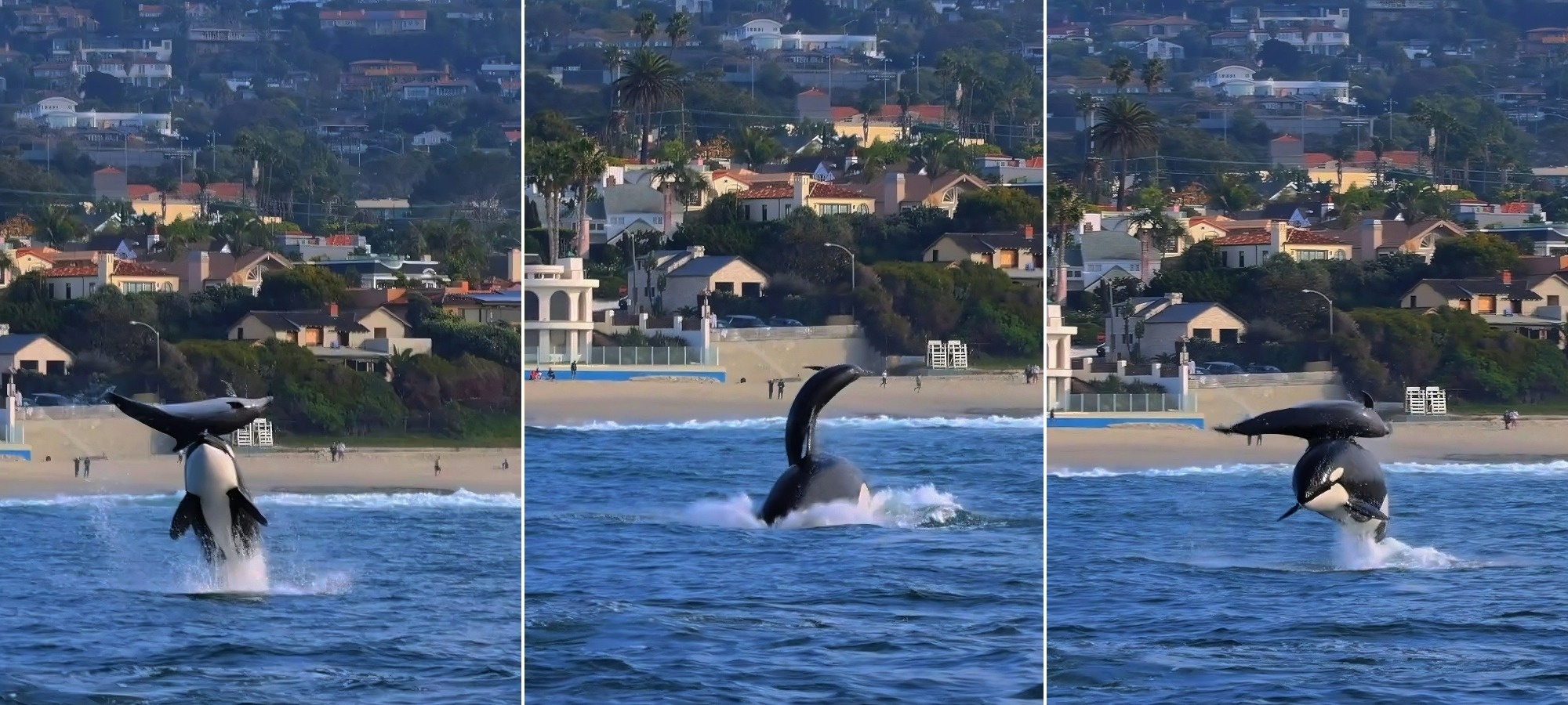 Косатка — единственный среди современных китообразных настоящий хищник, преследующий теплокровных животных. Источник изображения: vk.com. Фото.