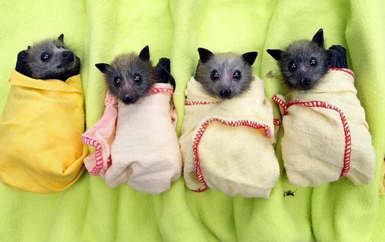 Разрешено ли держать летучую мышь дома: что говорит закон. Домашнее содержание летучих мышей как “питомцев” — плохая идея: из-за специфики биологии, стресса, ночного образа жизни и условий, которые трудно обеспечить в квартире. Источник изображения: imgur.com. Фото.