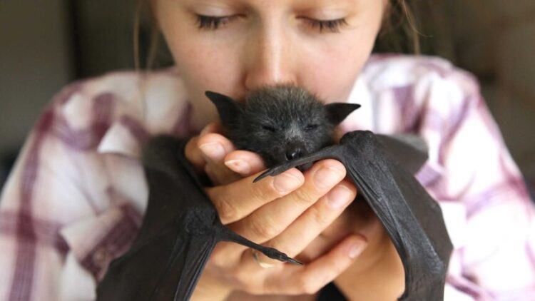 Можно ли держать летучую мышь дома: что говорит закон и чем это может закончиться. Вы бы рискнули держать летучую мышь дома? Источник изображения: tomatita.ru. Фото.