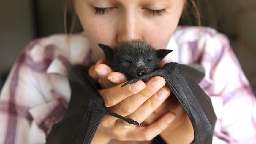 Можно ли держать летучую мышь дома: что говорит закон и чем это может закончиться