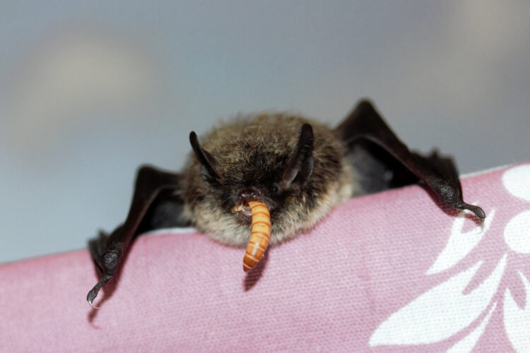 Чем это может закончиться: риски, быт и стресс для животного. Большинство видов летучих мышей в России охраняются, их нельзя законно покупать и продавать. Кроме того, они крайне плохо адаптируются к бытовым условиям. Источник изображения: punkrupor.ru. Фото.