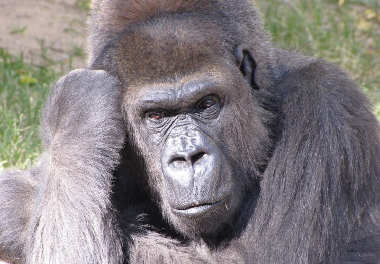 Откуда взялась оспа обезьян. Название «оспа обезьян» вводит в заблуждение, потому что основными природными носителями вируса считаются грызуны, а не обезьяны. Источник изображения: wikimedia.org. Фото.