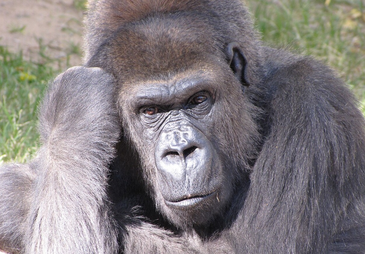 Откуда взялась оспа обезьян. Название «оспа обезьян» вводит в заблуждение, потому что основными природными носителями вируса считаются грызуны, а не обезьяны. Источник изображения: wikimedia.org. Фото.