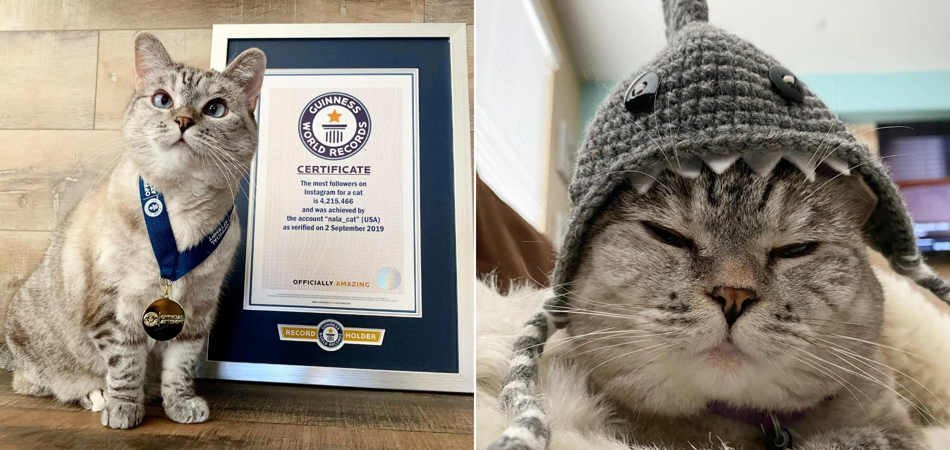 Сколько зарабатывает Нала и как она стала знаменитой. Нала — кошка с рекордом Guinness по числу подписчиков среди кошек. Источник изображений: thesun.co.uk. Фото.