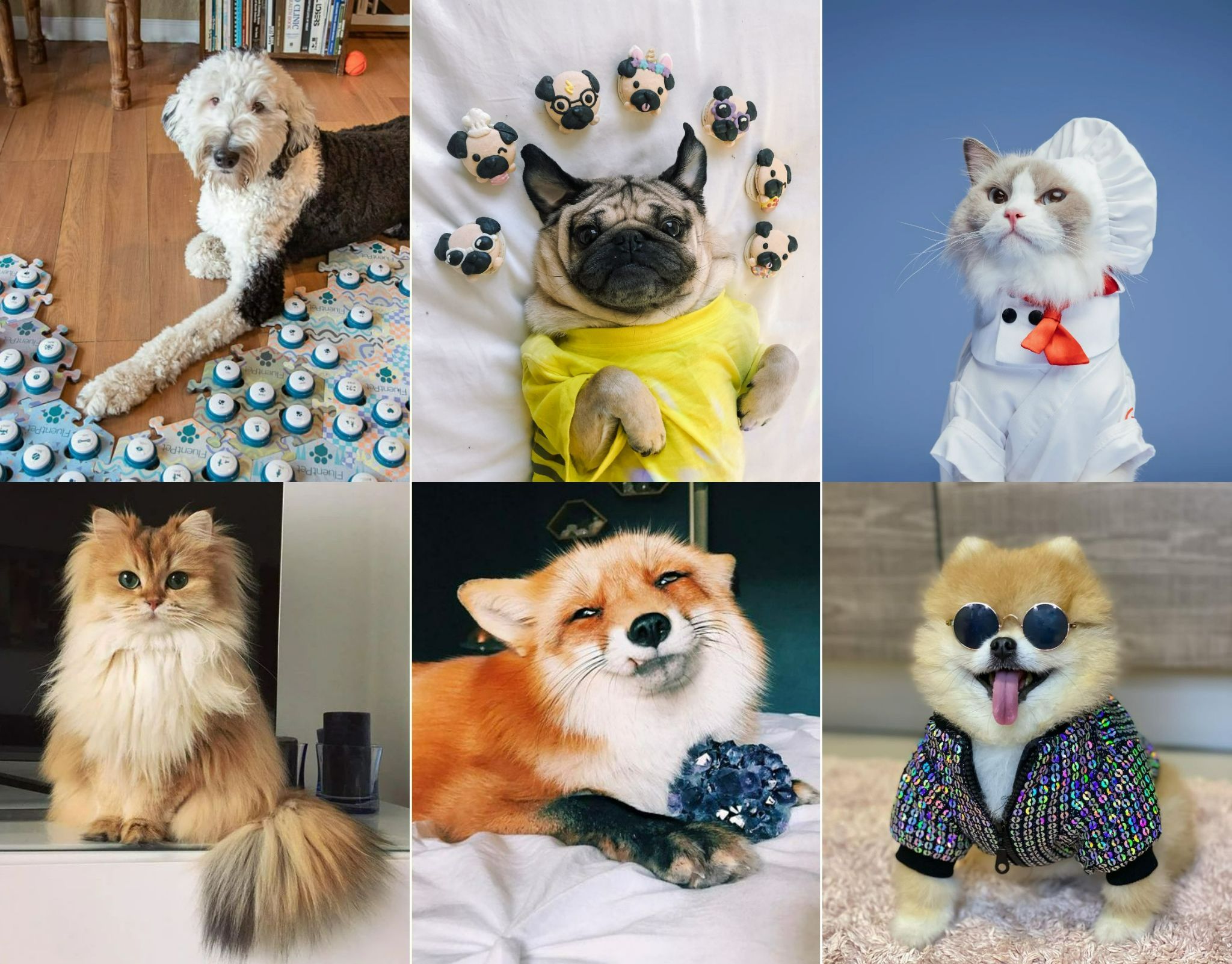 Почему Нала считается самой богатой кошкой в мире. Пёс Банни, Даг-мопс, кошка Пафф, кошка Смузи, лиса Джунипер, шпиц Джиффпом. Источники изображений: fluent.pet, honeynbutter.com, thatlittlepuff.com, pinterest.com, .pinterest.com, thesprucepets.com. Фото.