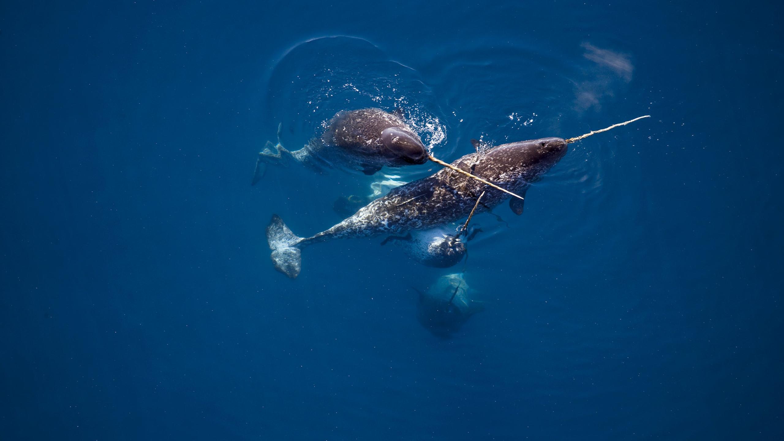 Where Narwhals Live and What They Look Like. These social whales typically stay in groups of two to ten individuals, but they are quite elusive and difficult to study in the wild. Image source: wwf.org.uk. Photo.