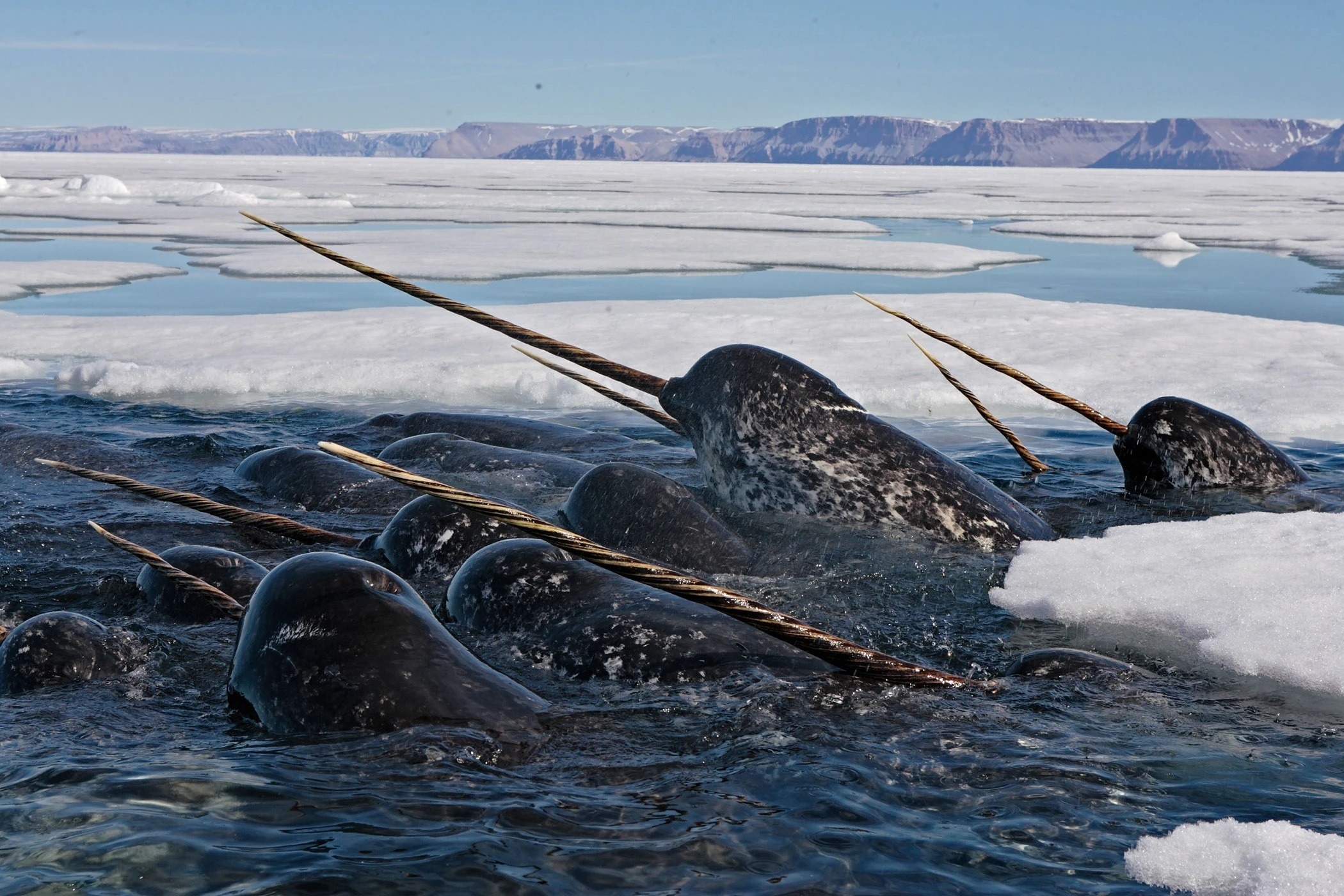 How Narwhals Use Their Tusks for Mating, Hunting, and Communication. According to new data, narwhals may use their tusks to search for food, explore their environment, and even for play. Image source: lifestyle.znews.vn. Photo.