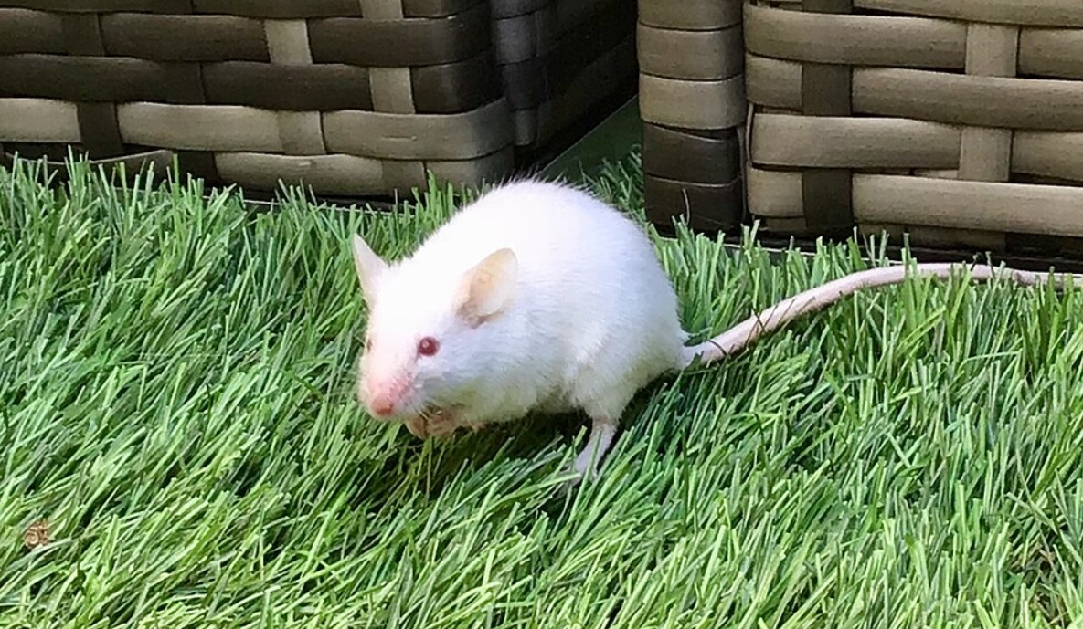 How the New Nasal Vaccine Works. Experiments on mice showed good results, and this is encouraging. Image source: wikimedia.org.