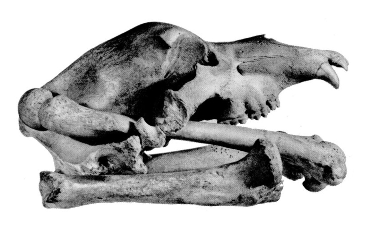 Кости, найденные в пещере Драхенлох. Источник изображения: Live Science. Фото.