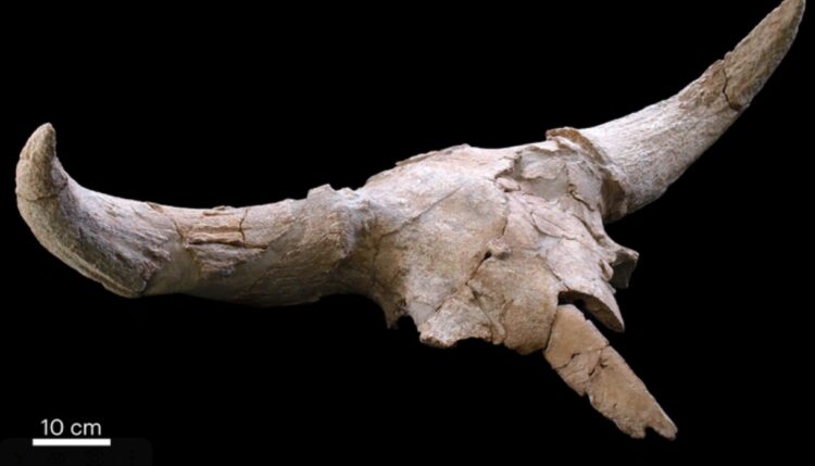 Культ медведя у неандертальцев. Кости, найденные в пещере Дес-Кубьерта. Источник изображения: vokrugsveta.ru. Культ медведя у неандертальцев. Кости, найденные в пещере Дес-Кубьерта. Источник изображения: vokrugsveta.ru. Фото.