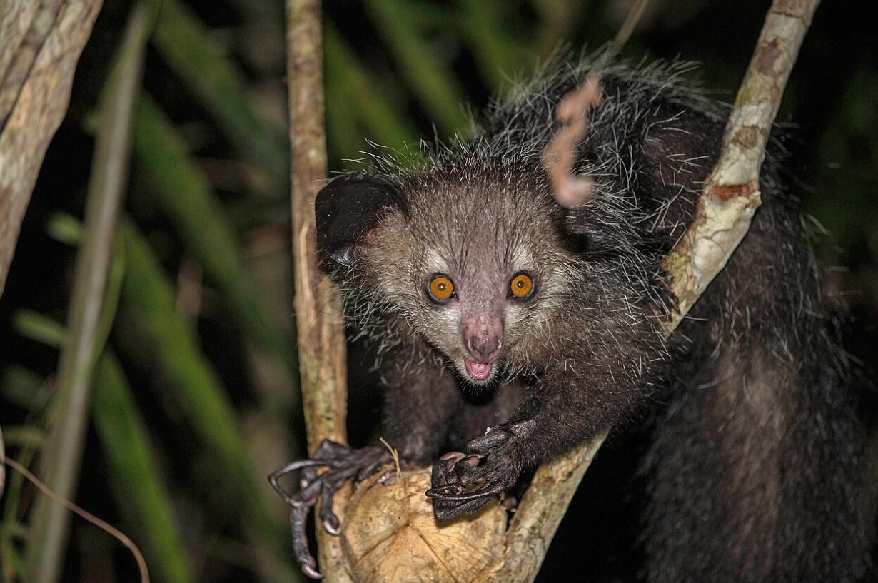 Мадагаскарской руконожкой ай-ай. Источник изображения: wikipedia.org. Фото.