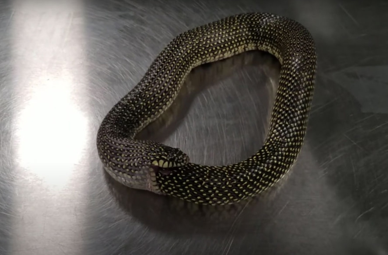 Едят ли змеи свое тело. Змея ест сама себя. Источник изображения: gazeta.ru. Фото.