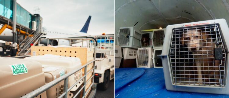 Air Arabia: как перевезти питомца через cargo-службу. Перевозка в грузовом отсеке. Источники изображений: lot.com, businessinsider.com. Фото.