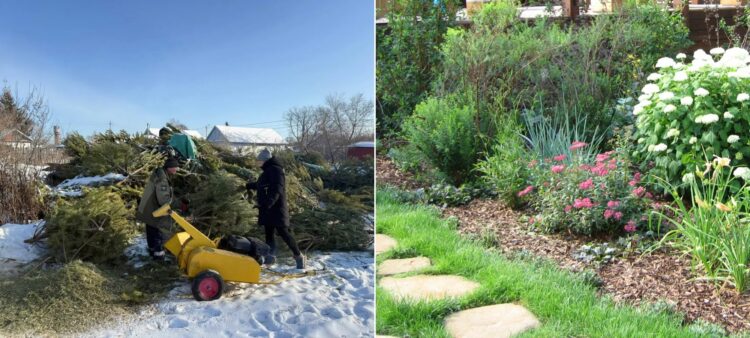 Как перерабатывают новогодние ёлки и во что их превращают. Щепу применяют как мульчу на клумбах и в приствольных кругах, как подстилку в вольерах и добавку в компост. Источники изображений: teleport2001.ru, sadik.ru. Фото.