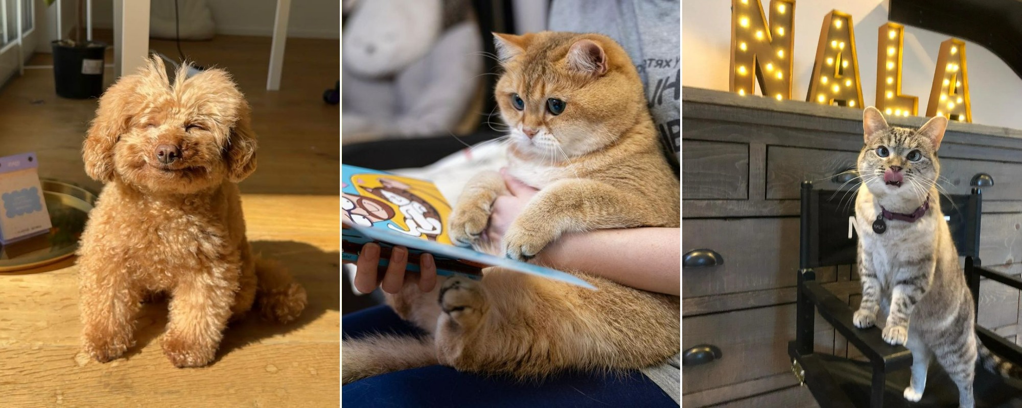Пудель Груша, кот Хосико и кошка Нала — популярные в России петфлюенсеры. Источники изображений: tr.pinterest.com, mungfali.com. Фото.