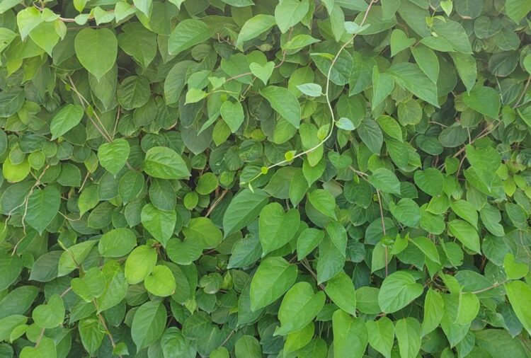 Как растения помогают друг другу. Если времена сложные, ратеним проще быть вместе. В спокойные времена им проще по одному. Изображение: Business FM Санкт-Петербург. Фото.