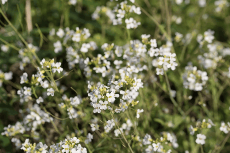 Как растения общаются друг с другом, чтобы проще переносить трудности. Для растений важно как они растут. От этого может зависеть их выживаемость. Изображение: NewAtlas. Фото.