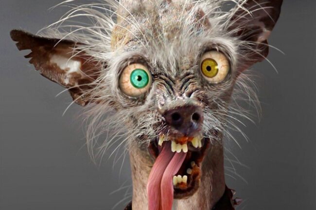 Страдают ли животные психическими расстройствами: что скрывается за плохим поведением. Фото.