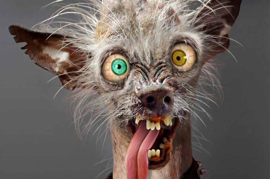 Страдают ли животные психическими расстройствами: что скрывается за плохим поведением