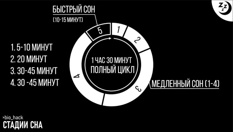 Как розовый шум влияет на сон. Фазы сна человека. Источник изображения: wikimedia.org. Фото.