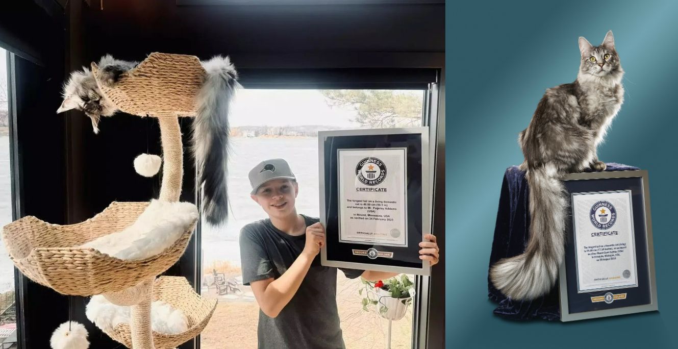 Мистер Пагсли Аддамс — самый длиннохвостый среди домашних кошек и Сигнус — предыдущий рекордсмен. Источники изображений: pravilamag.ru, guinnessworldrecords.com. Фото.