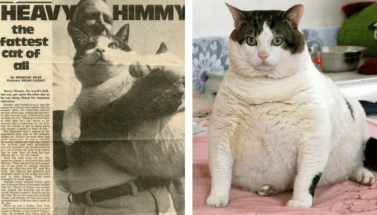 Самая тяжёлая кошка в истории и самая большая кошка на планете. Химми — самый тяжёлый кот в мире. Источник изображения: thevoicemag.ru. Фото.