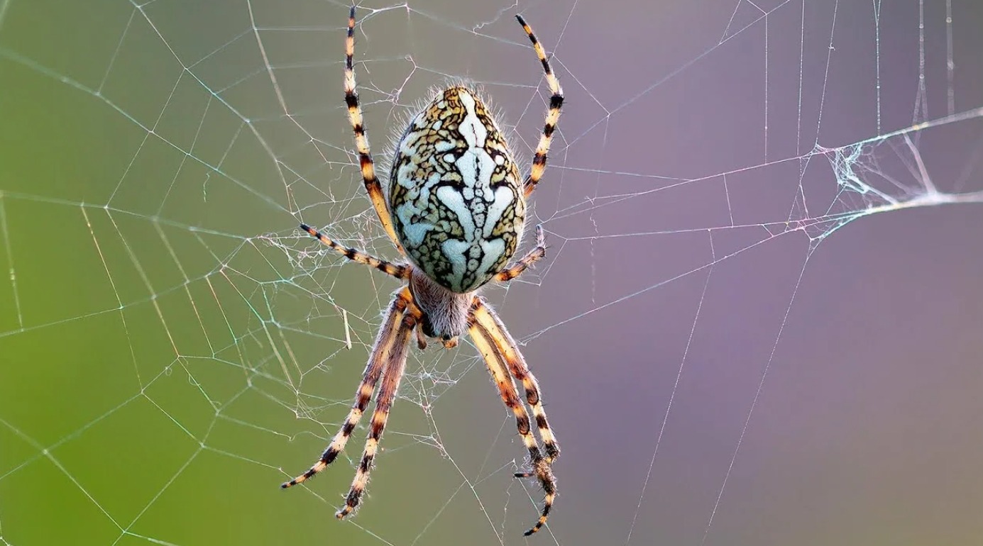 Goat-spider hybrid. Orb-weaver spider. Image source: Live Science. Photo.
