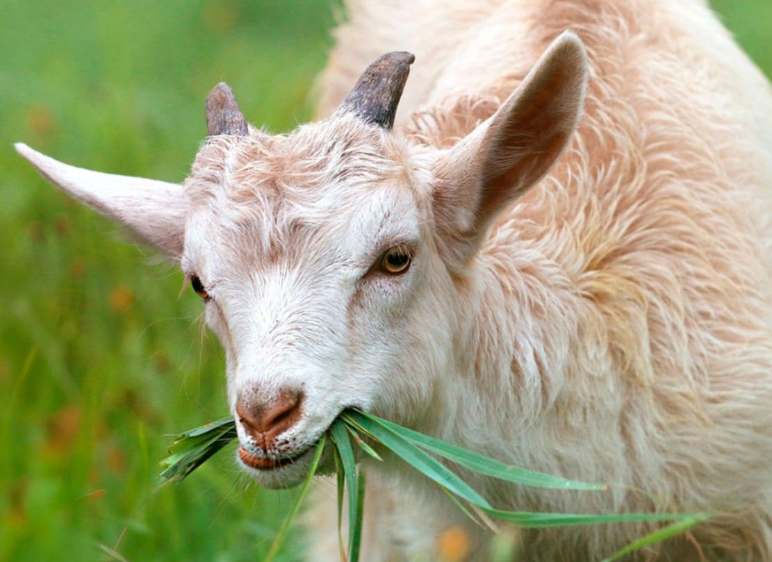 Why goats don't produce spider silk. Goats turned out not to be the best option for producing spider silk. Image source: akademia-burda.ru. Photo.