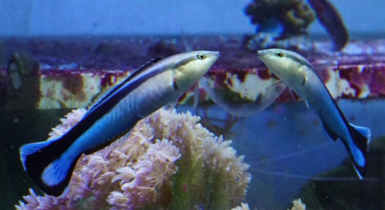 Почему учёные пересматривают понятие интеллекта у животных. Губан-чистильщик на первый взгляд не кажется очевидным претендентом на место в списке самых умных животных. Но исследования доказали, что он способен пройти тест «зеркало» — один из самых распространенных экспериментов для определения того, может ли животное узнавать себя. Источник изображения: dijitaliyidir.com. Фото.