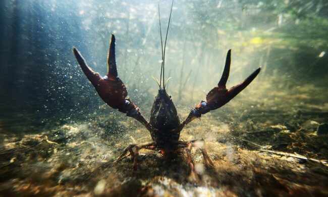 Эти животные оказались умнее, чем мы думали: новый список разумных видов. Фото.